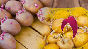 empêcher vos pommes de terre de germer 