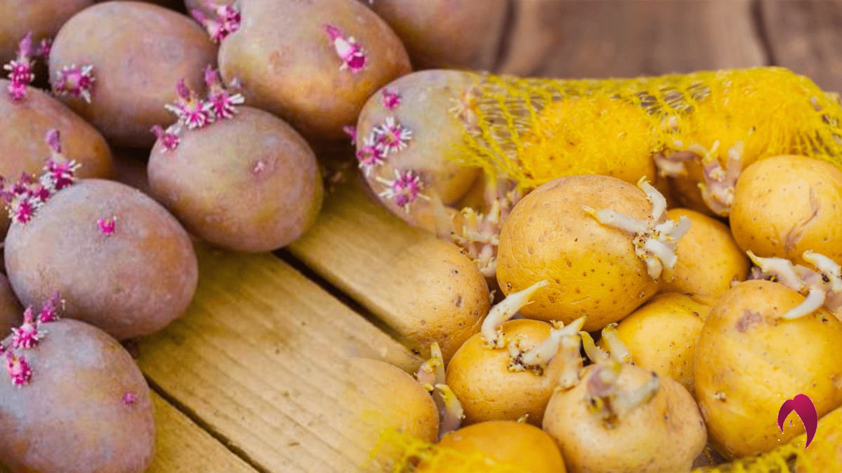 empêcher vos pommes de terre de germer