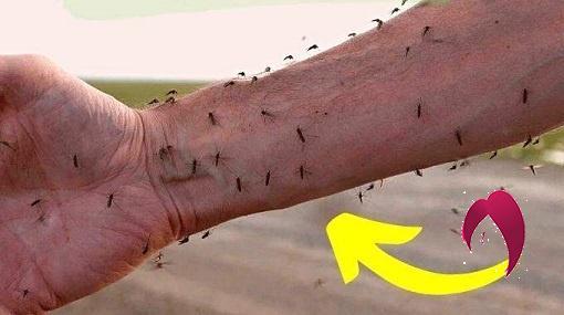 les-moustiques-piquent