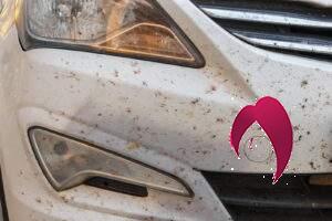 Comment éliminer les insectes sur la face avant de la voiture 