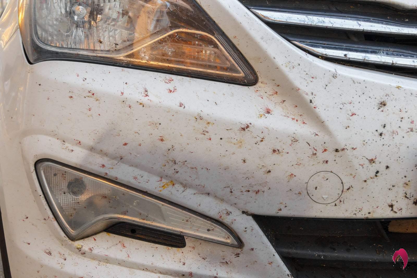Comment éliminer les insectes sur la face avant de la voiture