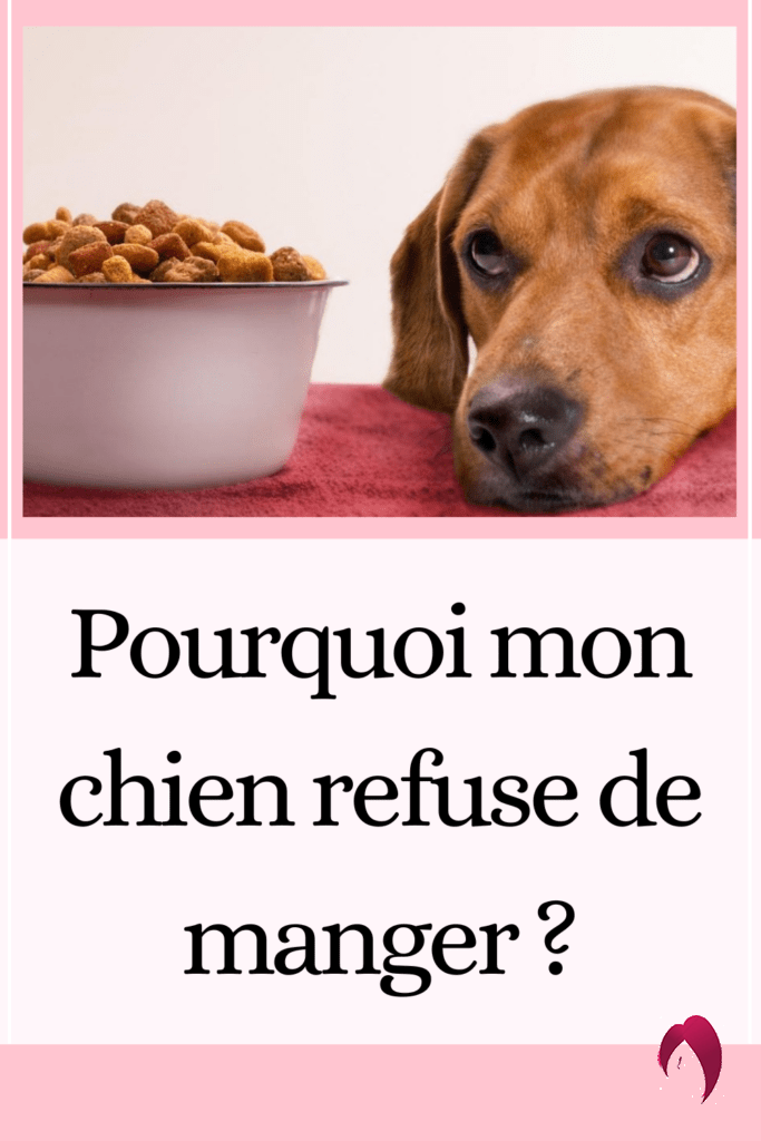 Pourquoi mon chien refuse de manger ?