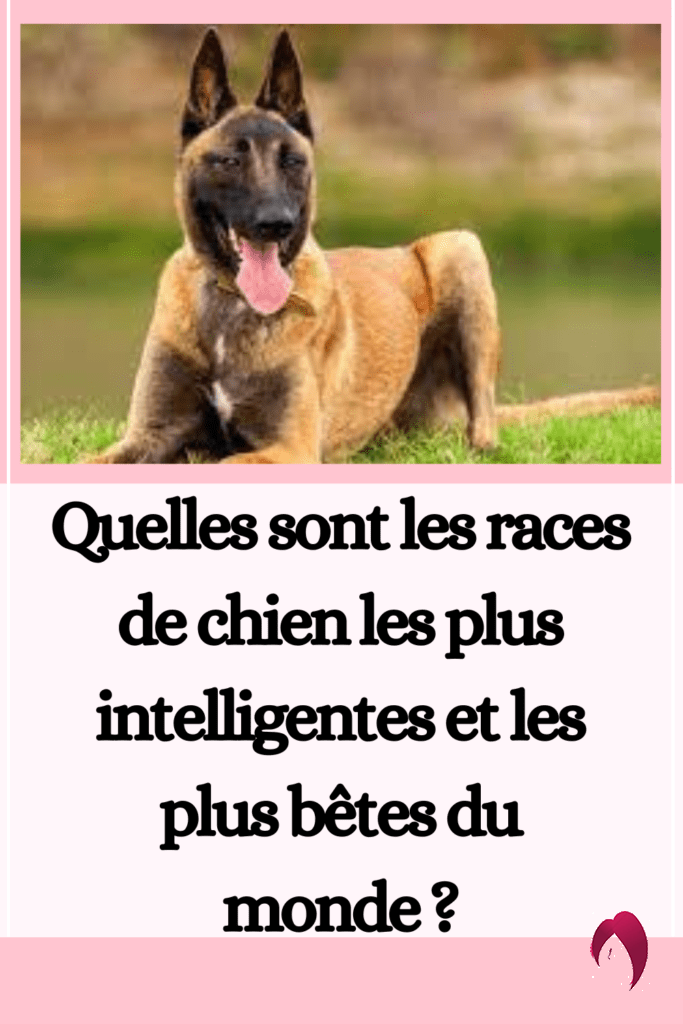 Quelles sont les races de chien les plus intelligentes et les plus bêtes du monde ?