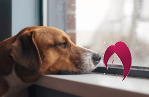 Comment aider son chien à gérer la solitude