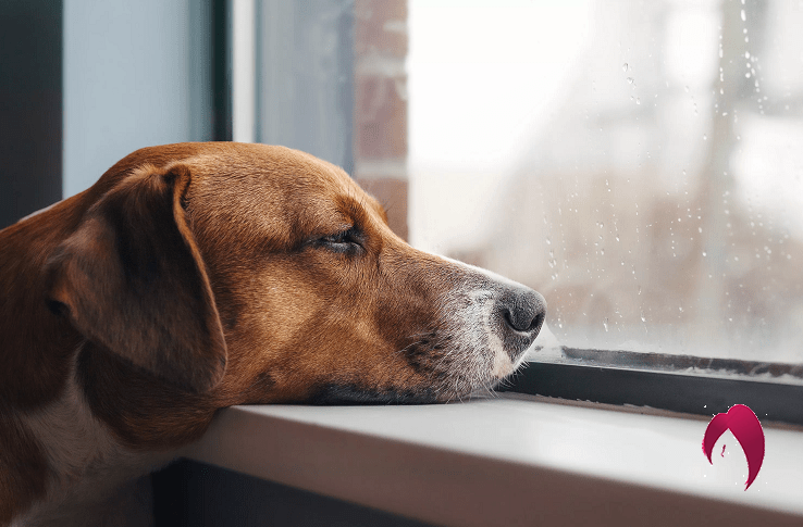 Comment aider son chien à gérer la solitude