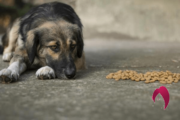 Chien sans manger