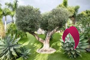 comment planter des olives dans le jardin
