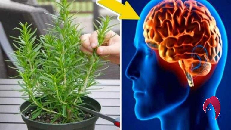 plantes qui sont souvent associées à des avantages pour le cerveau