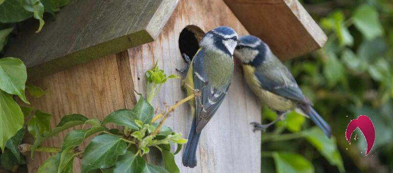 Voici les oiseaux qui mangent les chenilles processionnaires et protègent votre jardin