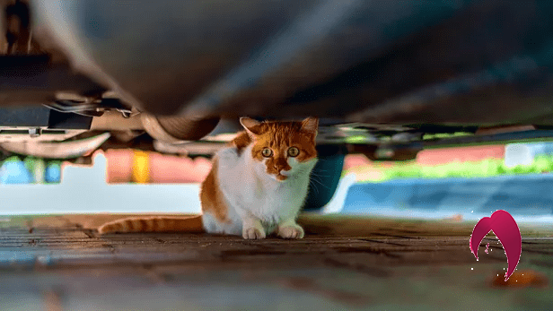 chats cachés dans votre voiture