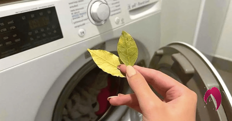 des feuilles de laurier dans votre lave-linge
