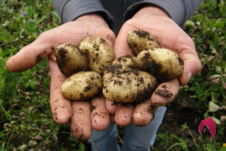empêcher les pommes de terre de germer