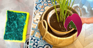 Arroser vos plantes avec l’astuce de l’éponge