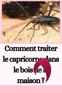 Comment traiter le capricorne dans le bois de la maison