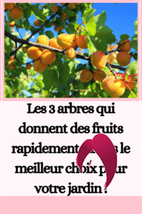 arbres qui donnent des fruits rapidement