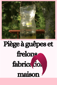 Piège à guêpes et frelons