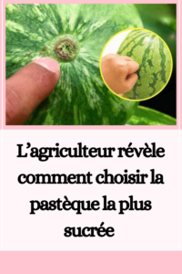 La pastèque la plus sucrée