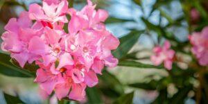 un laurier rose en pot florissant