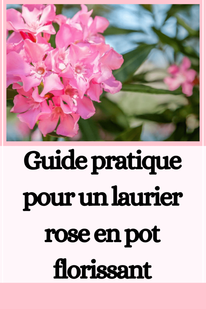 un laurier rose en pot florissant