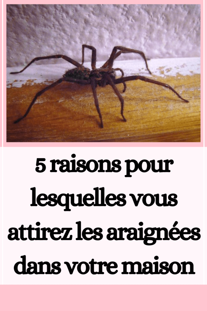 araignées dans votre maison