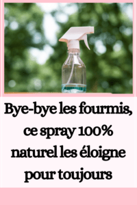 Spray 100% naturel pour éloigner les fourmis