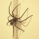 araignées dans votre maison