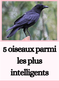 5 oiseaux parmi les plus intelligents