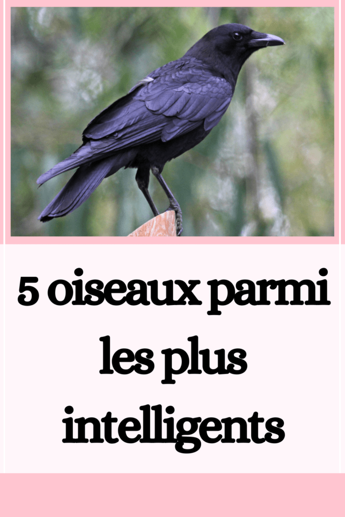 5 oiseaux parmi les plus intelligents