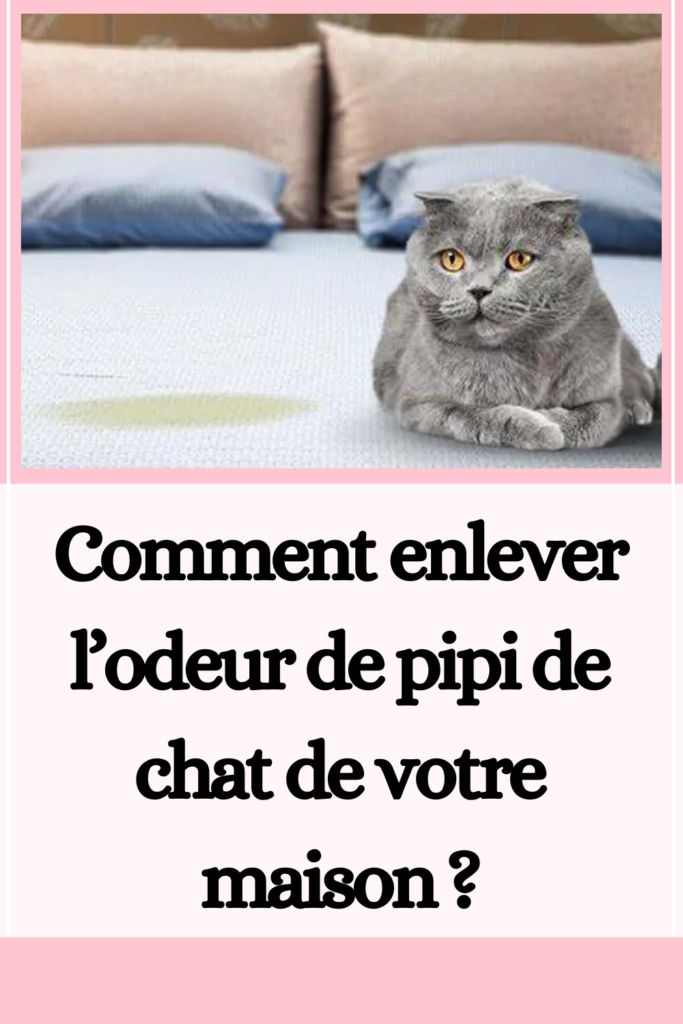 Comment enlever l’odeur de pipi de chat de votre maison