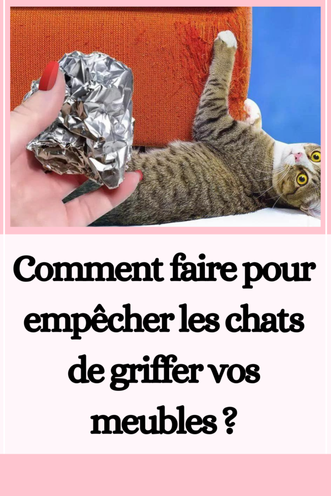 Comment faire pour empêcher les chats de griffer vos meubles ?