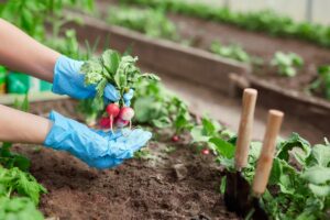 Les Erreurs Courantes en Jardinage et Comment les Éviter