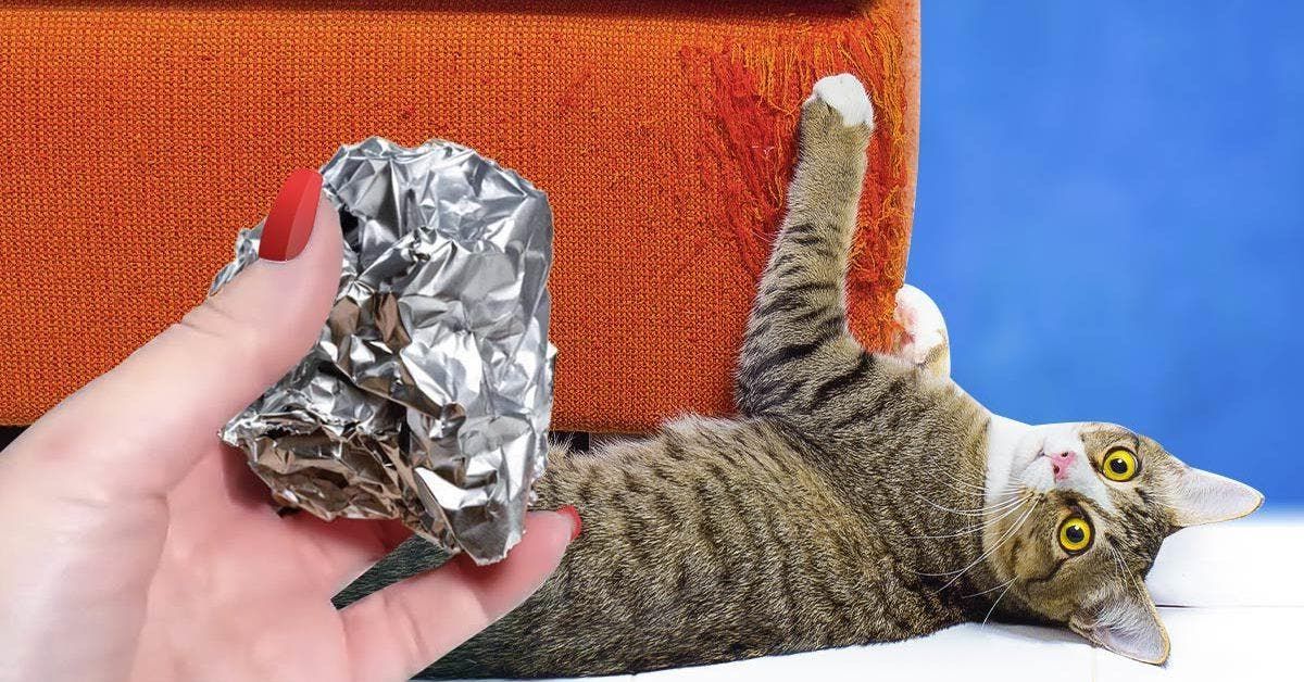 Comment utiliser le papier aluminium pour empêcher les chats de griffer vos meubles ?