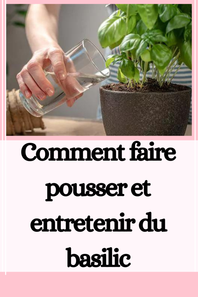 Comment faire pousser et entretenir du basilic