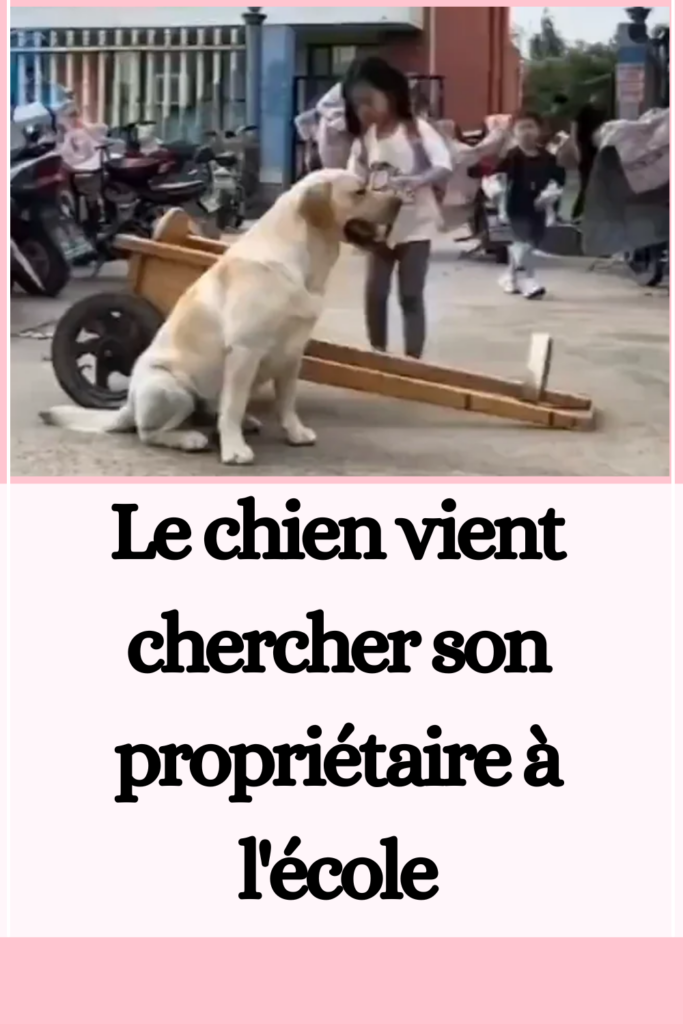 Le chien vient chercher son propriétaire à l'école