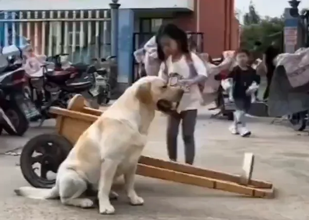 Le chien vient chercher son propriétaire à l'école