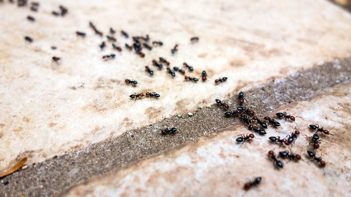 éloigner les fourmis