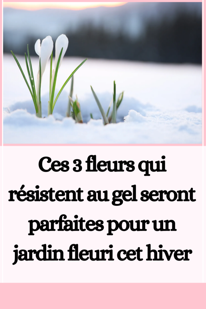 un jardin fleuri cet hiver