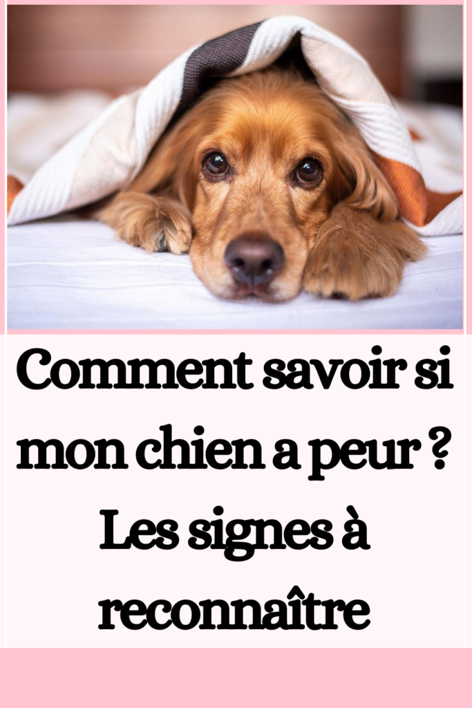 Comment savoir si mon chien a peur Les signes à reconnaître