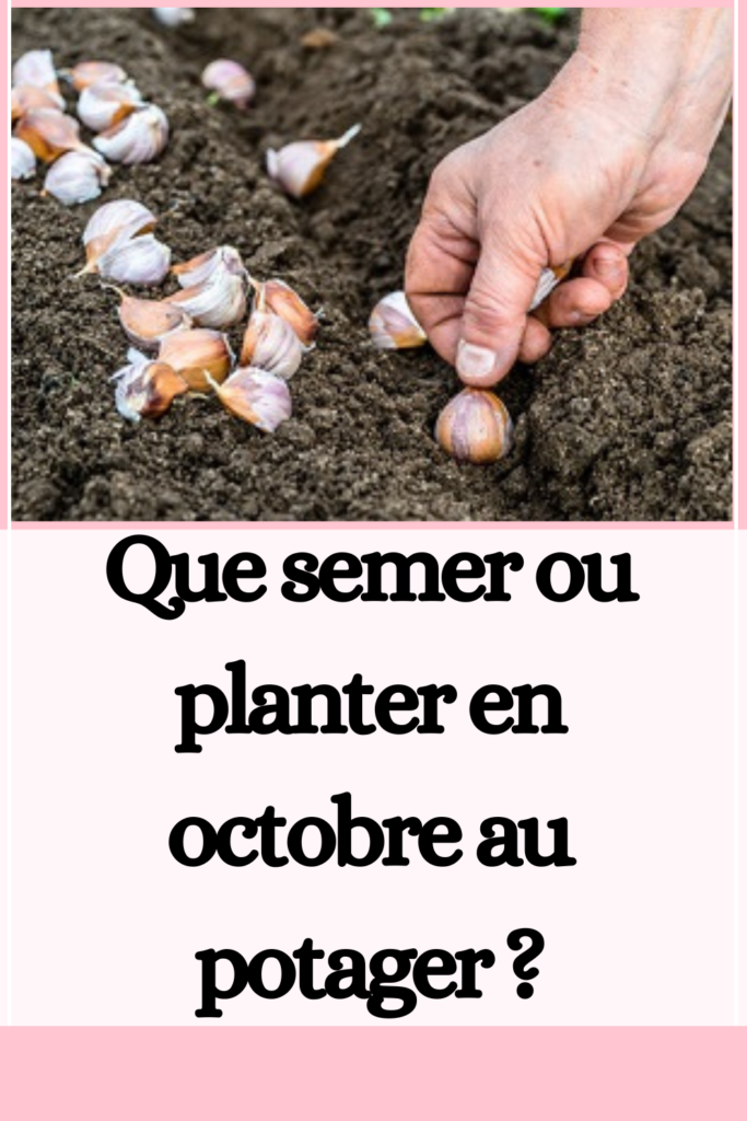 Que semer ou planter en octobre au potager ?