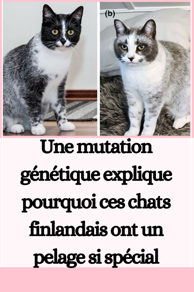 ces chats finlandais