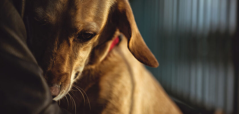 Comment savoir si mon chien a peur Les signes à reconnaître