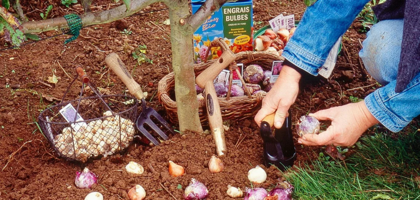 Que semer ou planter en octobre au potager ?