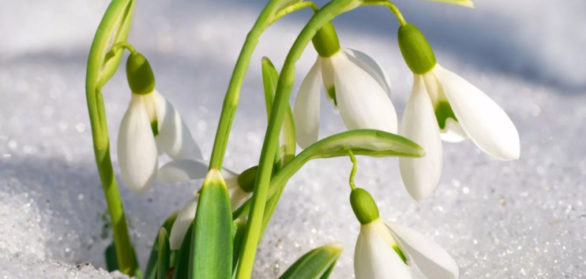 un jardin fleuri cet hiver