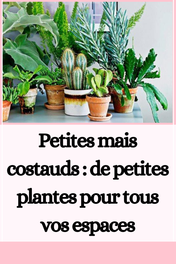 de petites plantes pour tous vos espaces