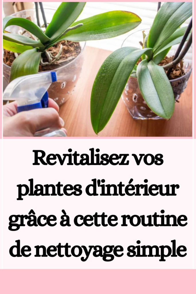 Revitalisez vos plantes d'intérieur