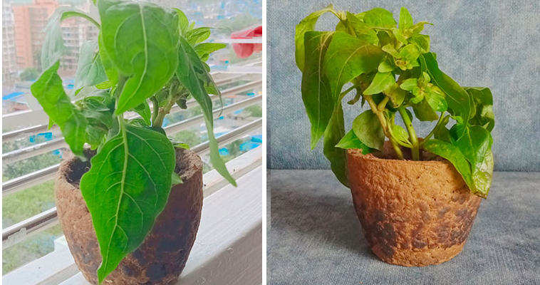 Comment recycler son carton en pot de fleurs ?