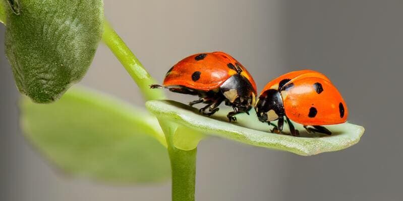 Insectes Bénéfiques pour Votre Jardin