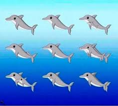 Combien de dauphins pouvez-vous repérer sur l’image