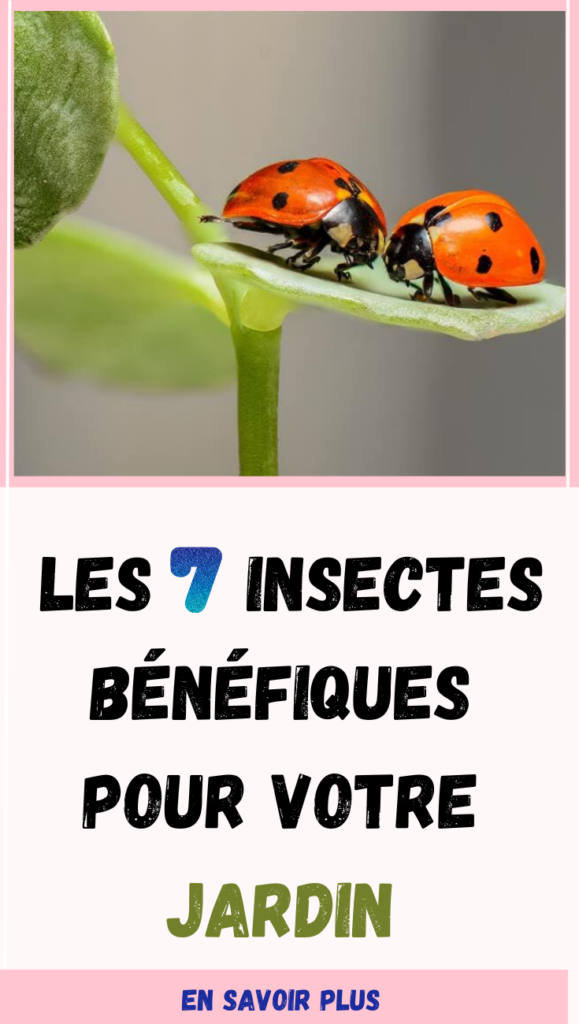 Insectes Bénéfiques pour Votre Jardin