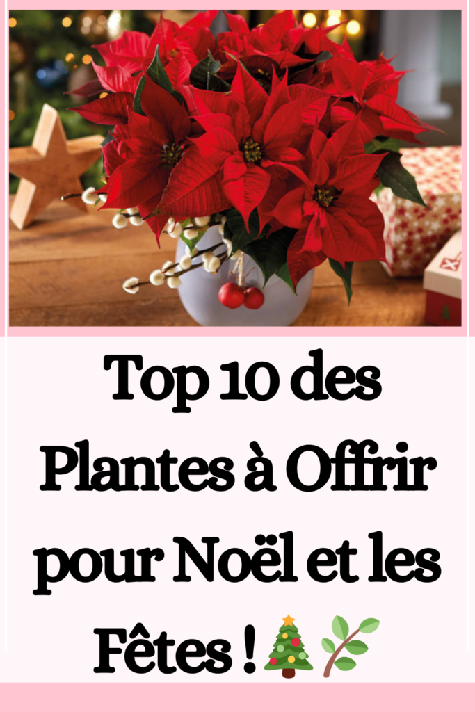 Top 10 des plantes à offrir à Noël et pendant les fêtes